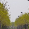 天津开发区职业技术学院校园照片_85140