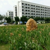 广东环境保护工程职业学院校园照片_130339